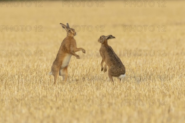 European brown hare (Lepus europaeus) two adult hares animals boxing in a farmland stubble field in summer, England, United Kingdom