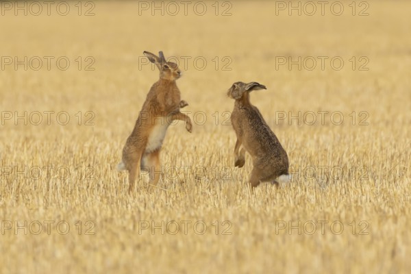 European brown hare (Lepus europaeus) two adult hares animals boxing in a farmland stubble field in summer, England, United Kingdom