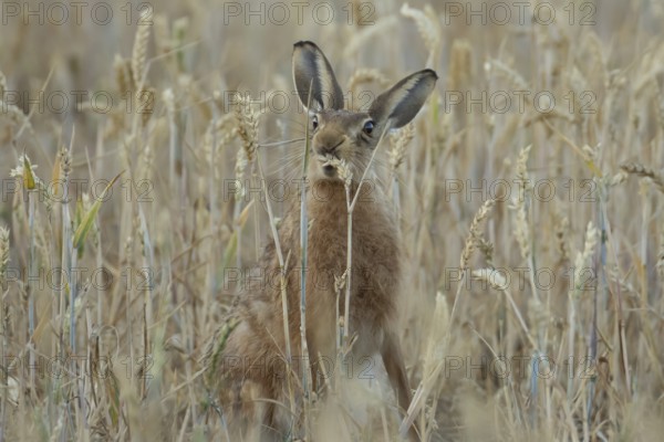 European brown hare (Lepus europaeus) adult animal feeding on a wheat sheath in a farmland field in summer, England, United Kingdom
