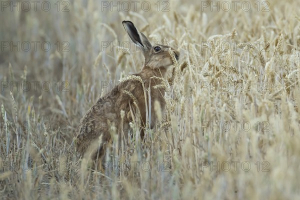 European brown hare (Lepus europaeus) adult animal feeding on a wheat sheath in a farmland field in summer, England, United Kingdom