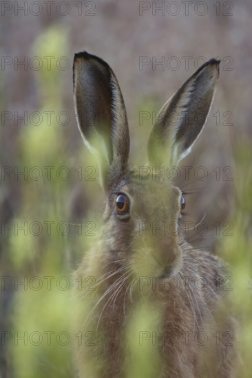 European brown hare (Lepus europaeus) adult animal in a farmland field in summer, England, United Kingdom