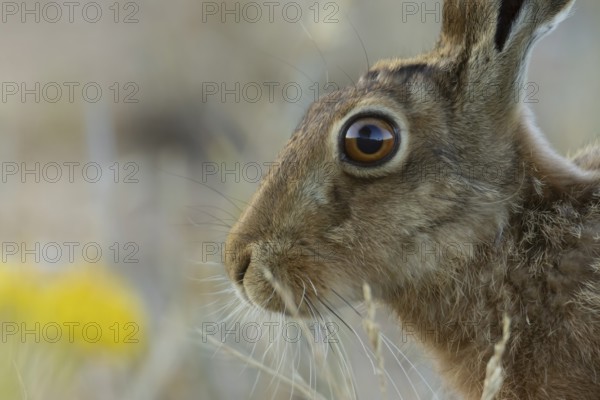 European brown hare (Lepus europaeus) adult animal in a farmland field in summer, England, United Kingdom