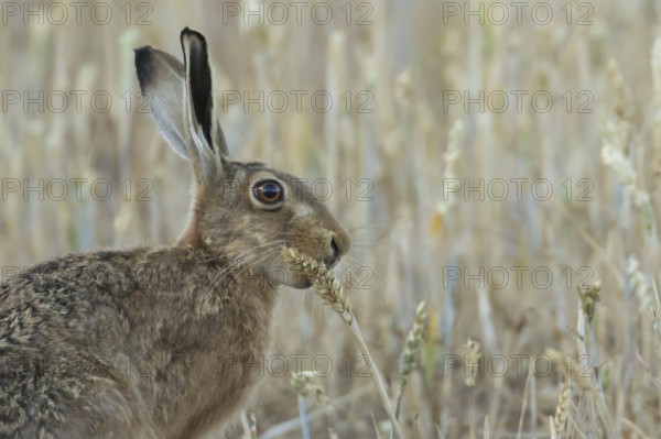 European brown hare (Lepus europaeus) adult animal feeding on a wheat sheath in a farmland field in summer, England, United Kingdom