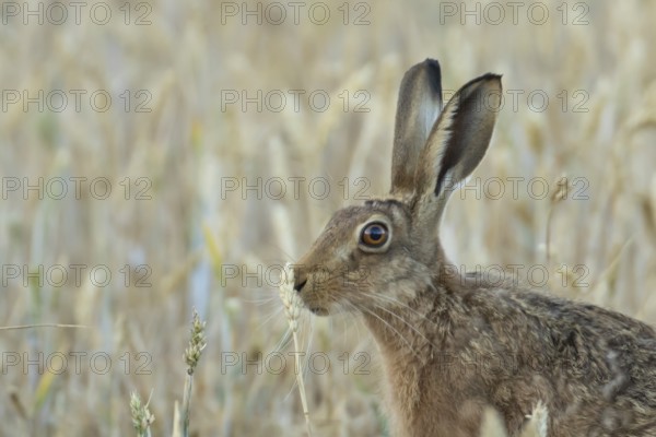 European brown hare (Lepus europaeus) adult animal feeding on a wheat sheath in a farmland field in summer, England, United Kingdom