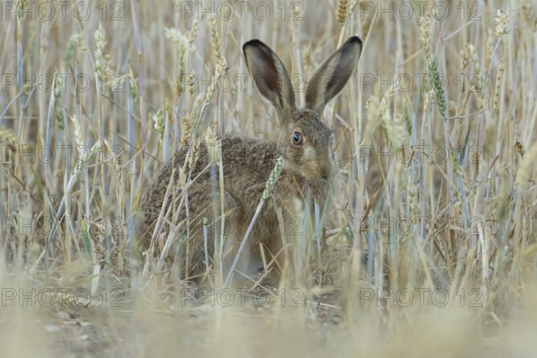 European brown hare (Lepus europaeus) adult animal feeding on a wheat sheath in a farmland field in summer, England, United Kingdom