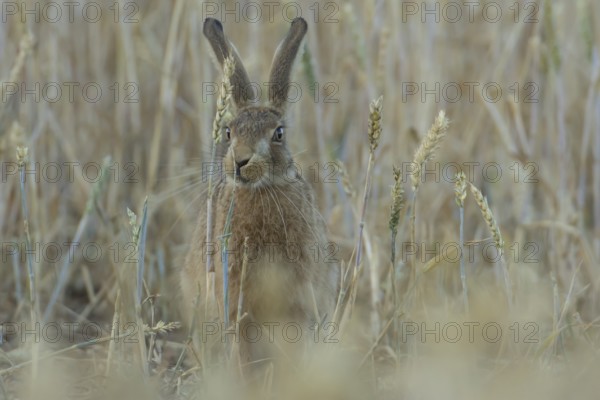 European brown hare (Lepus europaeus) adult animal feeding on a wheat sheath in a farmland field in summer, England, United Kingdom
