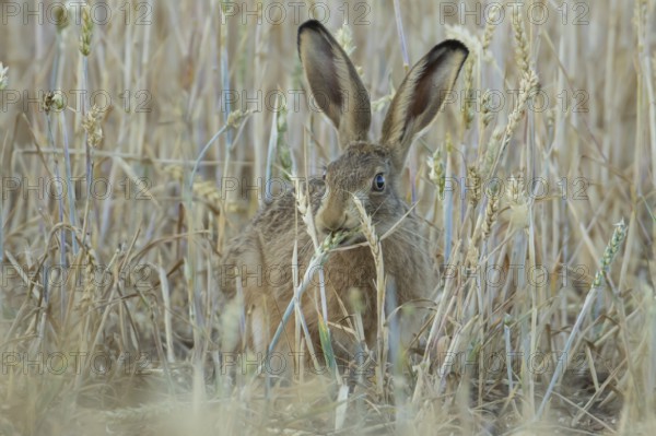 European brown hare (Lepus europaeus) adult animal feeding on a wheat sheath in a farmland field in summer, England, United Kingdom