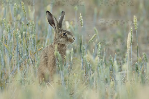 European brown hare (Lepus europaeus) adult animal in a farmland wheat field in summer, England, United Kingdom