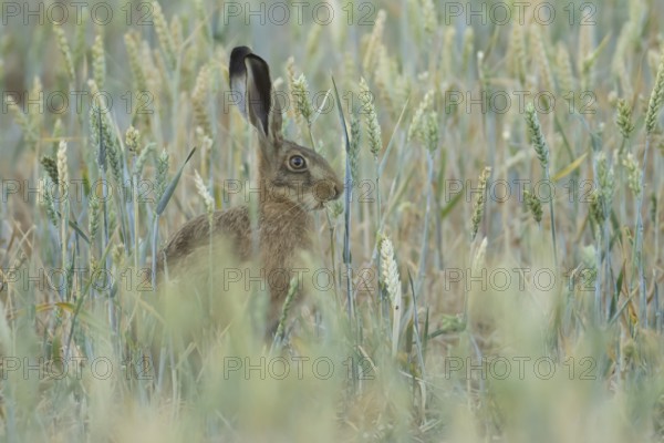 European brown hare (Lepus europaeus) adult animal feeding on a wheat sheath in a farmland field in summer, England, United Kingdom