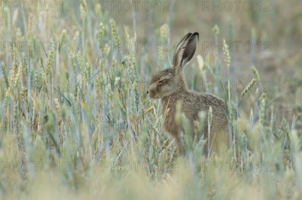 European brown hare (Lepus europaeus) adult animal in a farmland wheat field in summer, England, United Kingdom