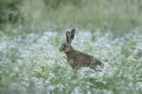 European brown hare (Lepus europaeus) adult animal in a farmland field in summer filled with flowering Mayweed plants, England, United Kingdom