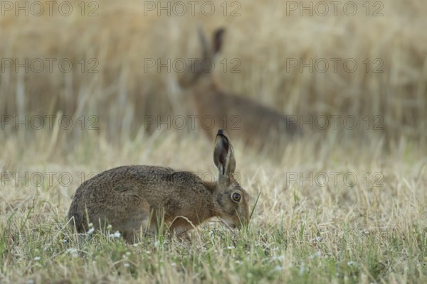 European brown hare (Lepus europaeus) adult animal in a farmland stubble field in summer, England, United Kingdom