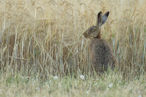 European brown hare (Lepus europaeus) adult animal in a farmland wheat field in summer, England, United Kingdom