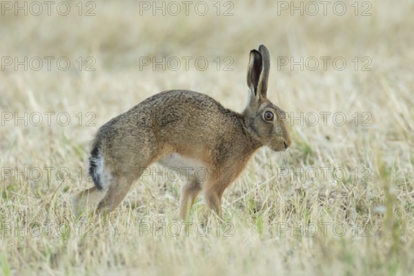European brown hare (Lepus europaeus) adult animal stretching in a farmland stubble field in summer, England, United Kingdom