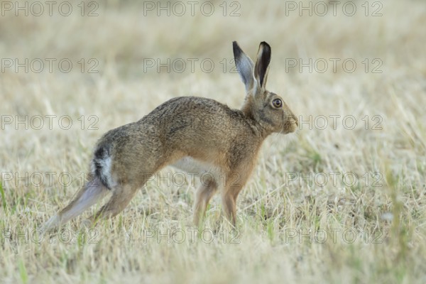 European brown hare (Lepus europaeus) adult animal stretching in a farmland stubble field in summer, England, United Kingdom