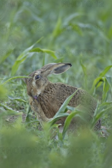 European brown hare (Lepus europaeus) adult animal washing its foot in a farmland maize field in summer, England, United Kingdom