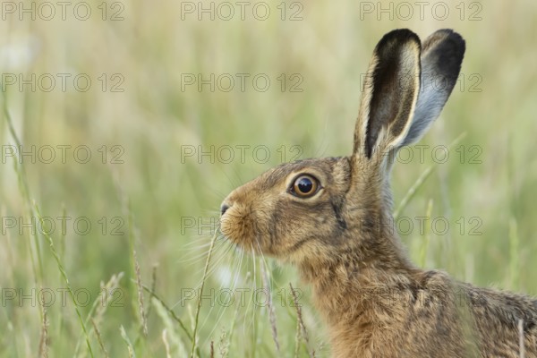 European brown hare (Lepus europaeus) adult animal in a farmland field in summer, England, United Kingdom