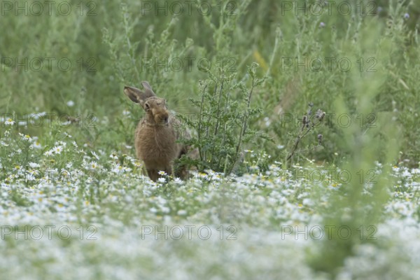 European brown hare (Lepus europaeus) adult animal in a farmland field in summer filled with flowering Mayweed plants, England, United Kingdom