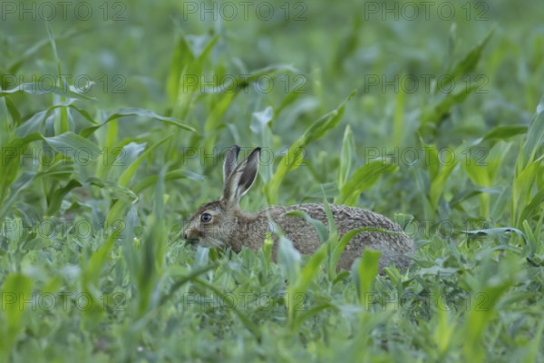 European brown hare (Lepus europaeus) juvenile baby leveret animal eating in a farmland maize field in summer, England, United Kingdom