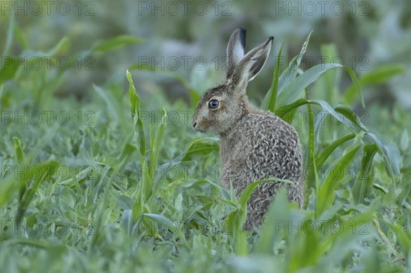 European brown hare (Lepus europaeus) juvenile baby leveret animal in a farmland maize field in summer, England, United Kingdom