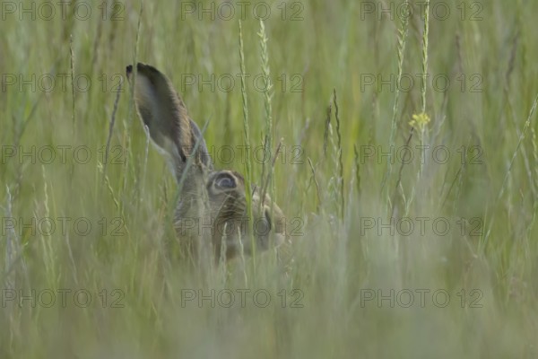 European brown hare (Lepus europaeus) adult animal in a farmland field in summer, England, United Kingdom