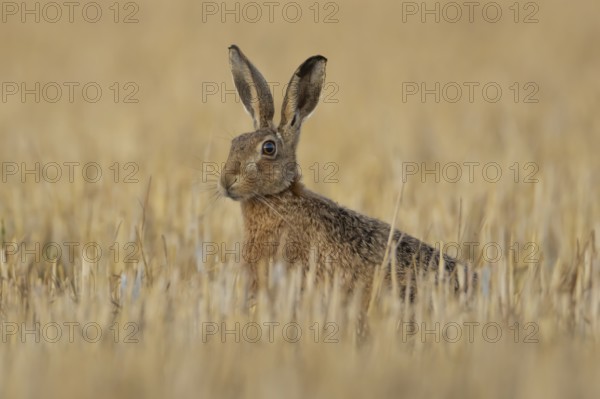 European brown hare (Lepus europaeus) adult animal in a farmland stubble field in summer, England, United Kingdom