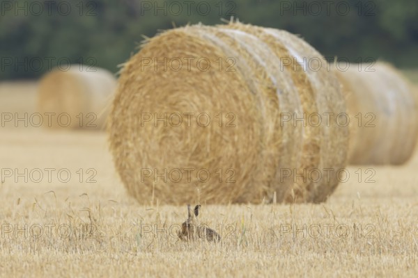 European brown hare (Lepus europaeus) adult animal washing itself in a farmland stubble field in summer, England, United Kingdom