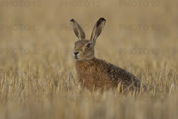 European brown hare (Lepus europaeus) adult animal in a farmland stubble field in summer, England, United Kingdom