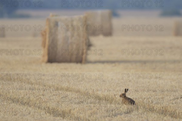 European brown hare (Lepus europaeus) adult animal in a farmland stubble field with straw bales in summer, England, United Kingdom