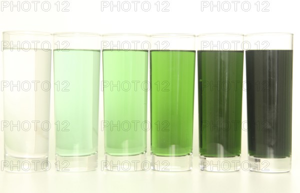 Five glasses of green liquid on white background, São Paulo, Brazil