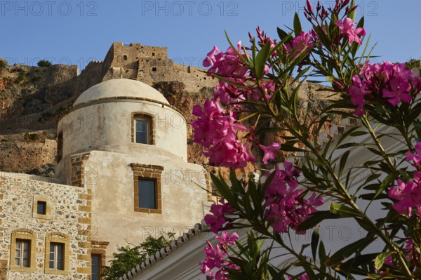 Monochrome church with dome in front of an old fortress, flowers in the foreground, Monemvasia, Monemvassia, Malvasy, small Byzantine town, rocky island, fortress, Laconia, Peloponnese, peninsula, Greece