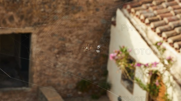 Spider web with spider in front of a rustic house with bricks and flowers, Monemvasia, Monemvassia, Malvasy, Byzantine small town, rocky island, fortress, Laconia, Peloponnese, peninsula, Greece