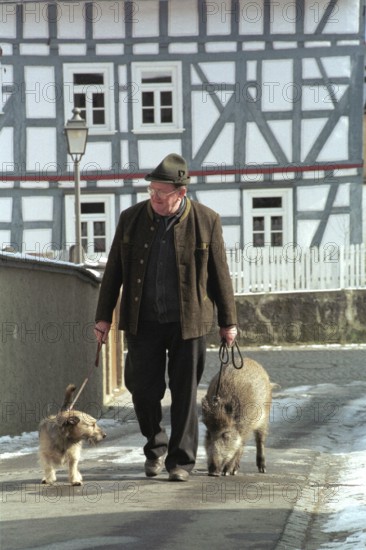 DEU, Bad Soden, 04.07.1994 -- A man walks on a leash with dog and domestic wild boar. (pig, wild boar, half-timbered house) -- © Karsten Thielker