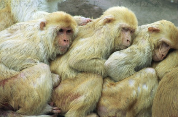 DEU, Frankfurt, 12.11.1995 -- Cloak baboons cuddle in Frankfurt Zoo. (animal park, monkey, row) -- © Karsten Thielker