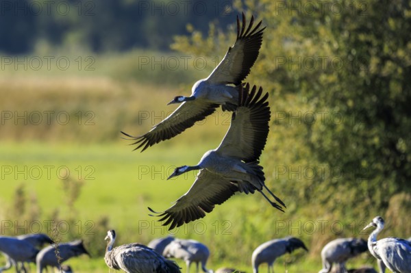 Two cranes fly over a meadow surrounded by peaceful countryside, Crane (Grus grus) wildlife, Western Pomerania Lagoon Area National Park, Zingst, Mecklenburg-Western Pomerania, Germany