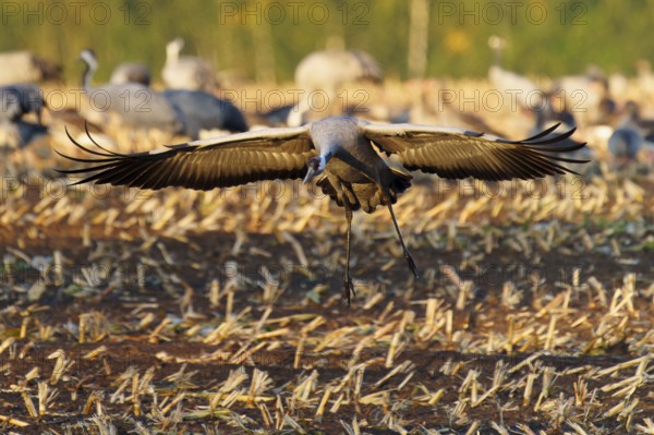 A crane lands with spread wings on a stubble field in autumn, crane (Grus grus) wildlife, Western Pomerania Lagoon Area National Park, Zingst, Mecklenburg-Western Pomerania, Germany