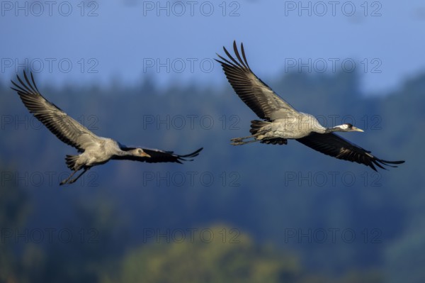 A pair of birds flying together through the sky over a wooded landscape, Crane (Grus grus) wildlife, Western Pomerania Lagoon Area National Park, Zingst, Mecklenburg-Western Pomerania, Germany