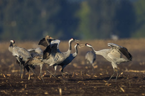 Two cranes interact in a field in a dancing pose, crane (Grus grus) wildlife, Western Pomerania Lagoon Area National Park, Zingst, Mecklenburg-Western Pomerania, Germany