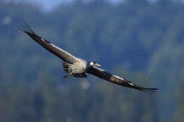 A single bird flies with wings spread over a wooded view, Crane (Grus grus) wildlife, Western Pomerania Lagoon Area National Park, Zingst, Mecklenburg-Western Pomerania, Germany