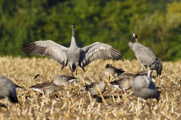 Cranes in a mowed field, one has spread its wings, crane (Grus grus) wildlife, Western Pomerania Lagoon Area National Park, Zingst, Mecklenburg-Western Pomerania, Germany