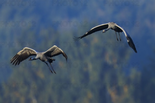 Two birds flying over a wooded landscape, crane (Grus grus) wildlife, Western Pomerania Lagoon Area National Park, Zingst, Mecklenburg-Western Pomerania, Germany