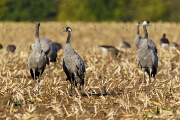 Three cranes stand on a harvested field in a natural setting, Crane (Grus grus) wildlife, Western Pomerania Lagoon Area National Park, Zingst, Mecklenburg-Western Pomerania, Germany