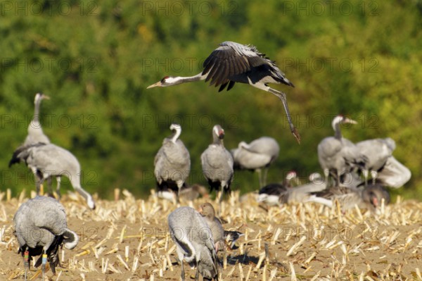 Birds with spread wings over a field surrounded by nature, crane (Grus grus) wildlife, Western Pomerania Lagoon Area National Park, Zingst, Mecklenburg-Western Pomerania, Germany