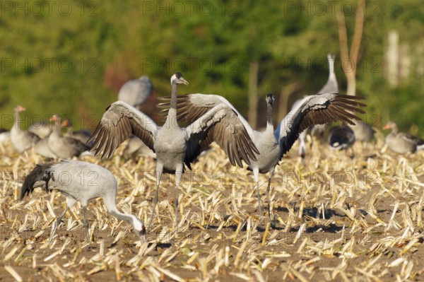 Cranes in a field, two presenting their wings in unison, crane (Grus grus) wildlife, Western Pomerania Lagoon Area National Park, Zingst, Mecklenburg-Western Pomerania, Germany