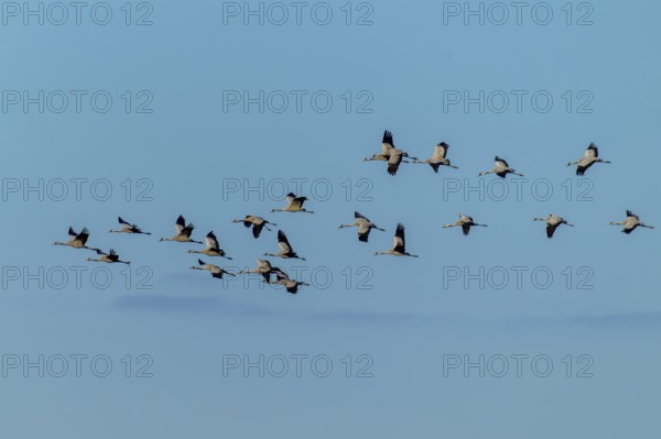 A group of birds flying in formation over a clear blue sky, crane (Grus grus) wildlife, Western Pomerania Lagoon Area National Park, Zingst, Mecklenburg-Western Pomerania, Germany