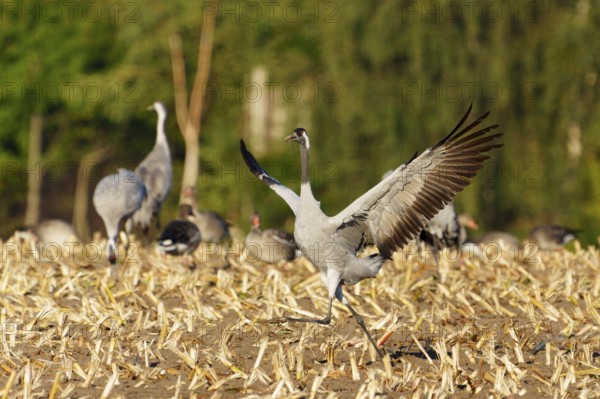 A crane runs across a field with wings spread out, Crane (Grus grus) wildlife, Western Pomerania Lagoon Area National Park, Zingst, Mecklenburg-Western Pomerania, Germany