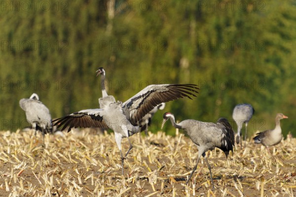 Crane lands with outstretched wings in a mowed field, crane (Grus grus) wildlife, Western Pomerania Lagoon Area National Park, Zingst, Mecklenburg-Western Pomerania, Germany