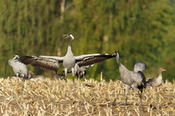 A crane in a field showing its wide-stretched wings, Crane (Grus grus) wildlife, Western Pomerania Lagoon Area National Park, Zingst, Mecklenburg-Western Pomerania, Germany