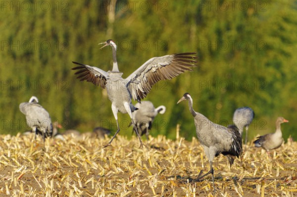 A crane jumps into the air with outstretched wings in a field, Crane (Grus grus) wildlife, Western Pomerania Lagoon Area National Park, Zingst, Mecklenburg-Western Pomerania, Germany