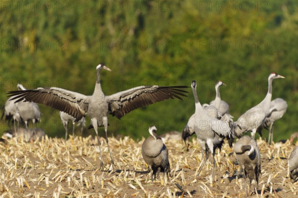 A group of cranes in a field, one demonstratively raising wings, crane (Grus grus) wildlife, Western Pomerania Lagoon Area National Park, Zingst, Mecklenburg-Western Pomerania, Germany